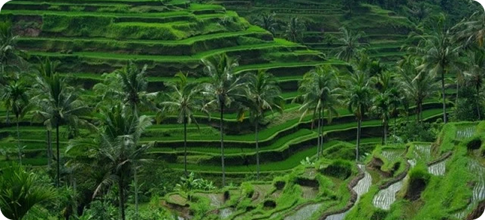 РИСОВЫЕ ТЕРРАСЫ ТЕГАЛАЛАНГ  (Tegalalang Rice Terrace)