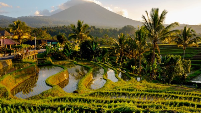 Рисовые поля